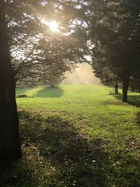 Trees on field against sky