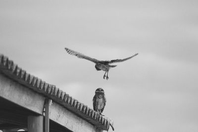 Low angle view of bird flying against sky