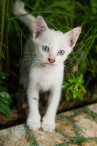 Portrait of cat