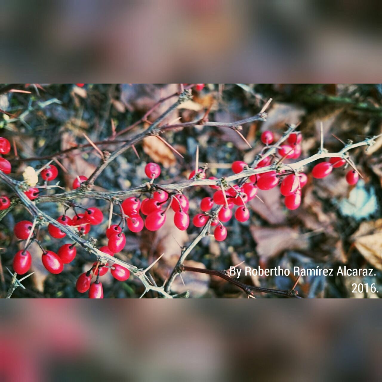 CLOSE-UP OF RED BERRIES ON BRANCH