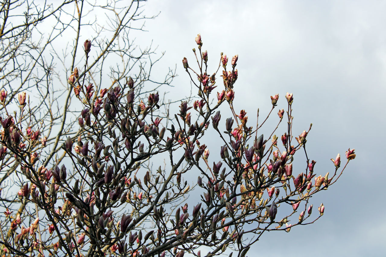 LOW ANGLE VIEW OF CHERRY BLOSSOMS IN SPRING