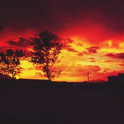 Silhouette of trees at sunset