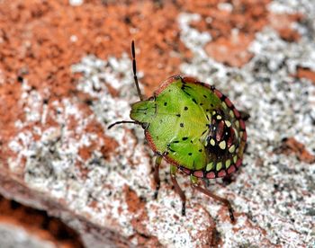 Close-up of butterfly on rock