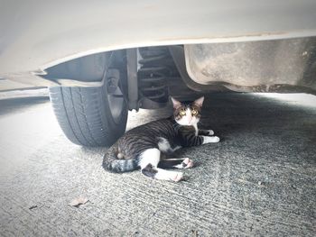 Cat resting on a car