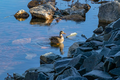 Duck swimming in lake