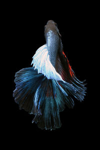 Close-up of a bird flying over black background