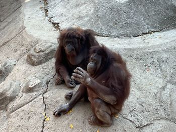 Close-up of monkey