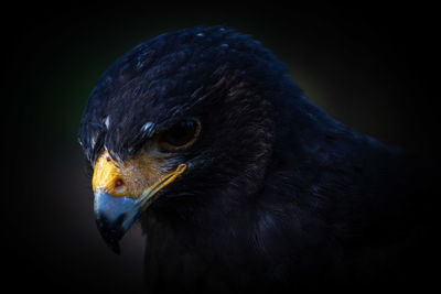 Close-up of eagle against black background