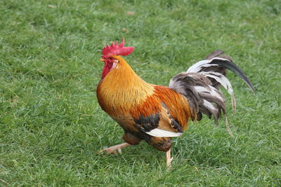 View of a rooster on land