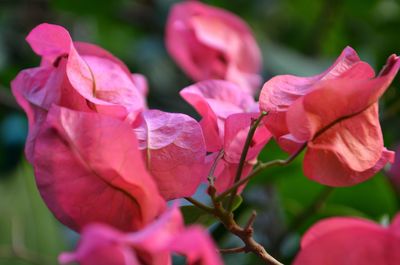 Close-up of pink bougainvillea plant