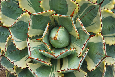 Full frame shot of succulent plant