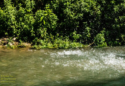 Scenic view of river amidst trees in forest