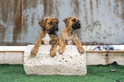 Portrait of two adorable spanish alano puppies leaning together on a stone