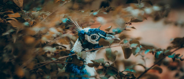 Close-up of an animal representation