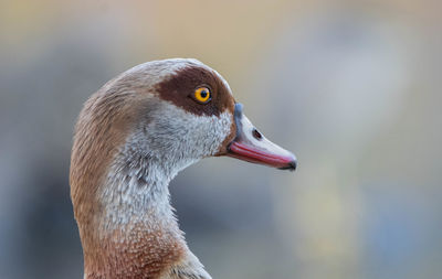 Close-up of a bird looking away