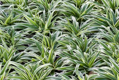 Full frame shot of plants