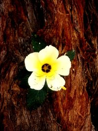 Close-up of white flowering plant against tree trunk