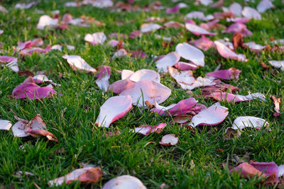 Close-up of pink flowering plants on field