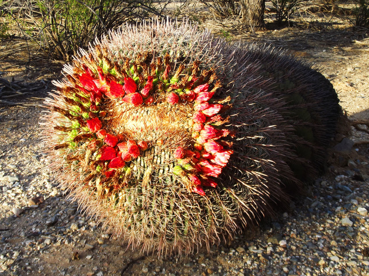 CLOSE-UP OF RED FLOWER GROWING OUTDOORS