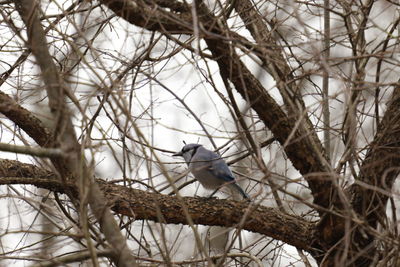 Low angle view of bird perching on branch