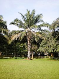 Palm trees on field against sky