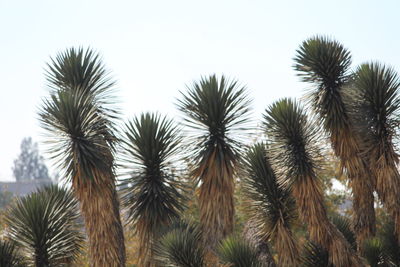 Low angle view of palm trees against sky