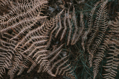 Full frame shot of cactus