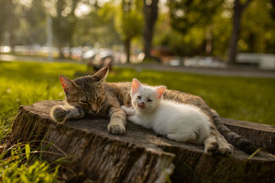 Portrait of a cat lying on wood