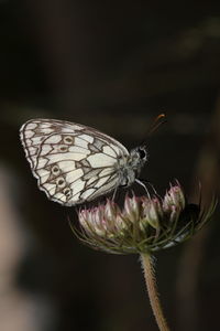 Butterfly on plant