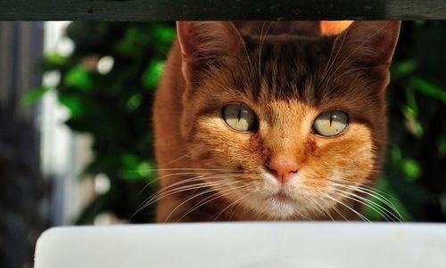 Close-up portrait of cat