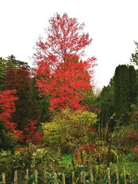 Autumn trees against sky