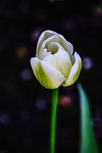 Close-up of white flowering plant