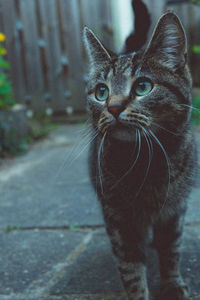 Portrait of cat looking down