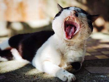 Close-up of cat yawning