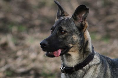 Close-up of dog