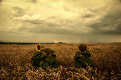 Scenic view of agricultural field against sky