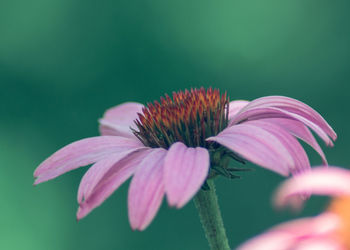 Close-up of pink flower