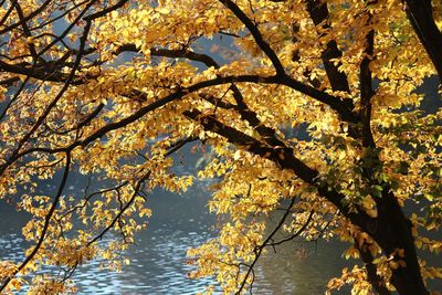 Low angle view of tree by lake against sky