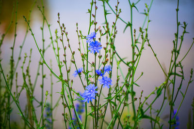 Close-up of purple flowering plants on field