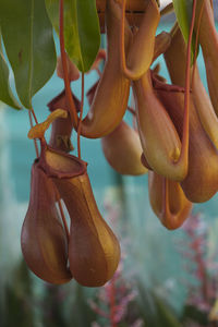 Carnivorous plant in the garden