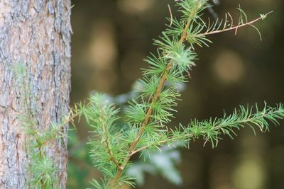 Close-up of tree trunk