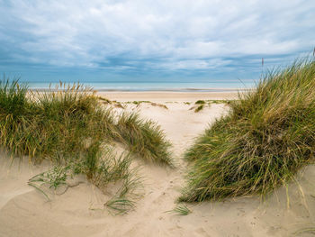 Plants growing on beach against sky