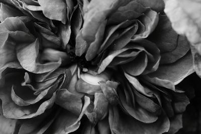 Close-up of rose blooming outdoors