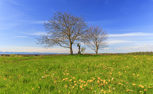 Tree on field against sky