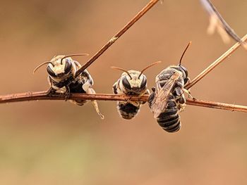 Close-up of insect on twig