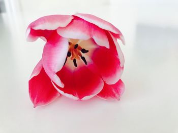 Close-up of pink flower