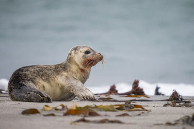 Close-up of seal on beach