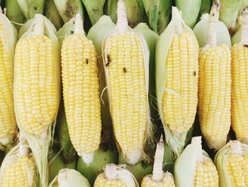 Full frame of corn at market stall