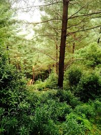 Trees in forest