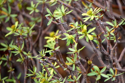 Close-up of plants